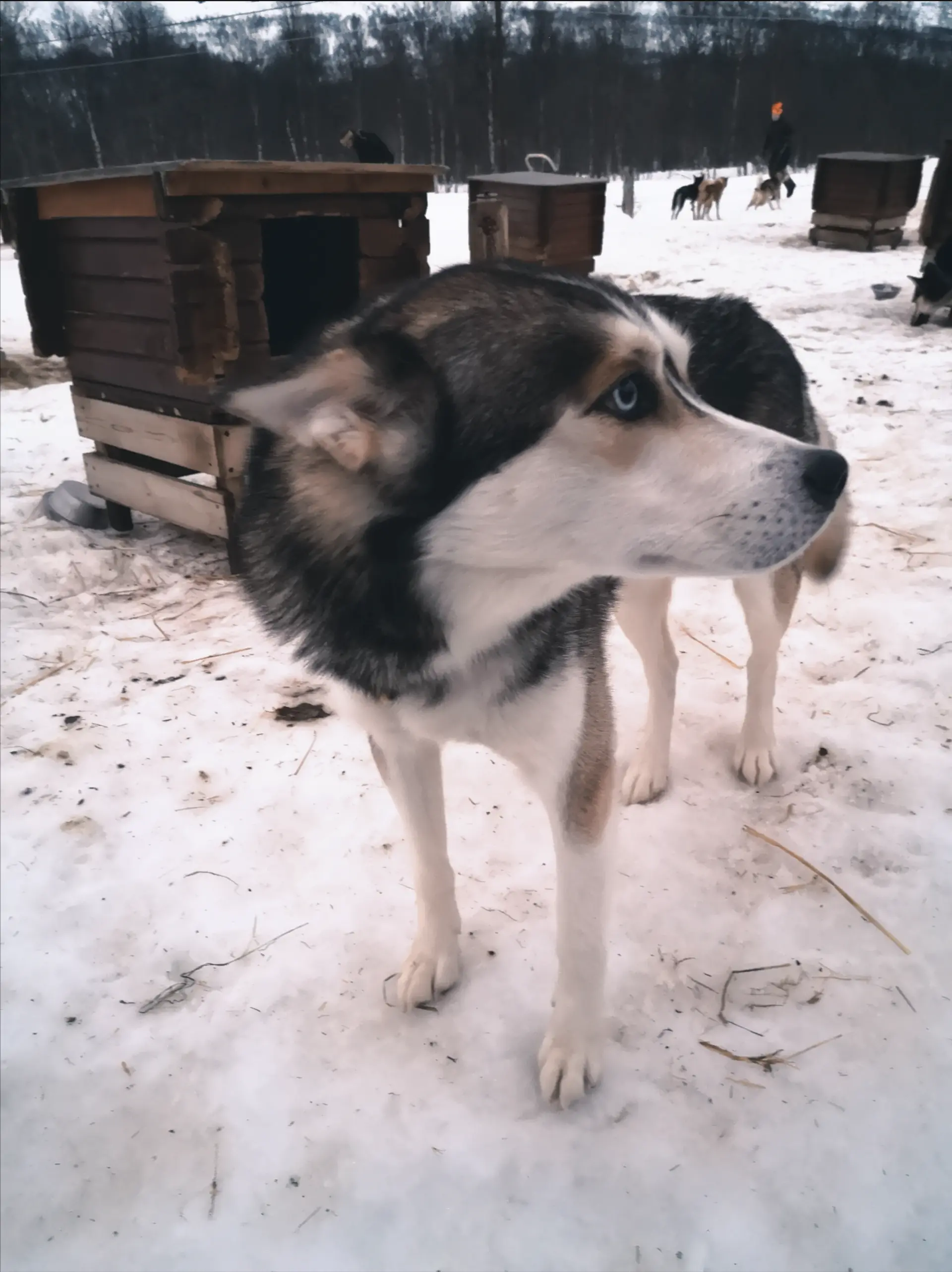 Husky Safari Tamokdalen